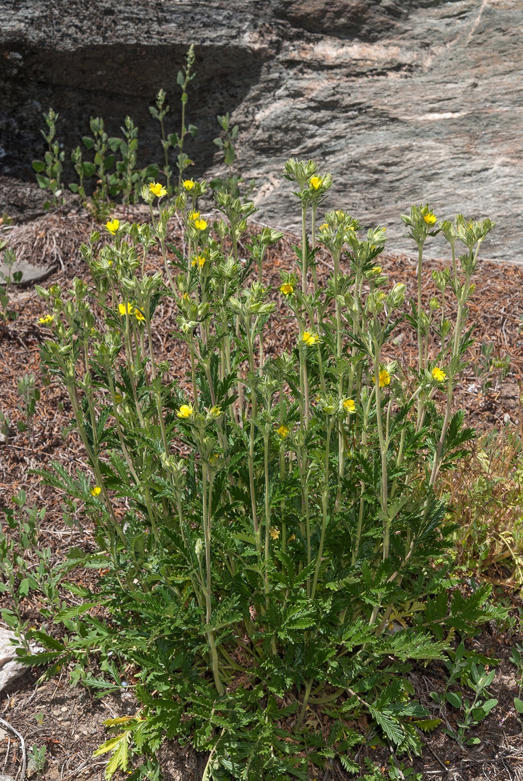 Photo Maurizio Broglio - Potentilla pensylvanica